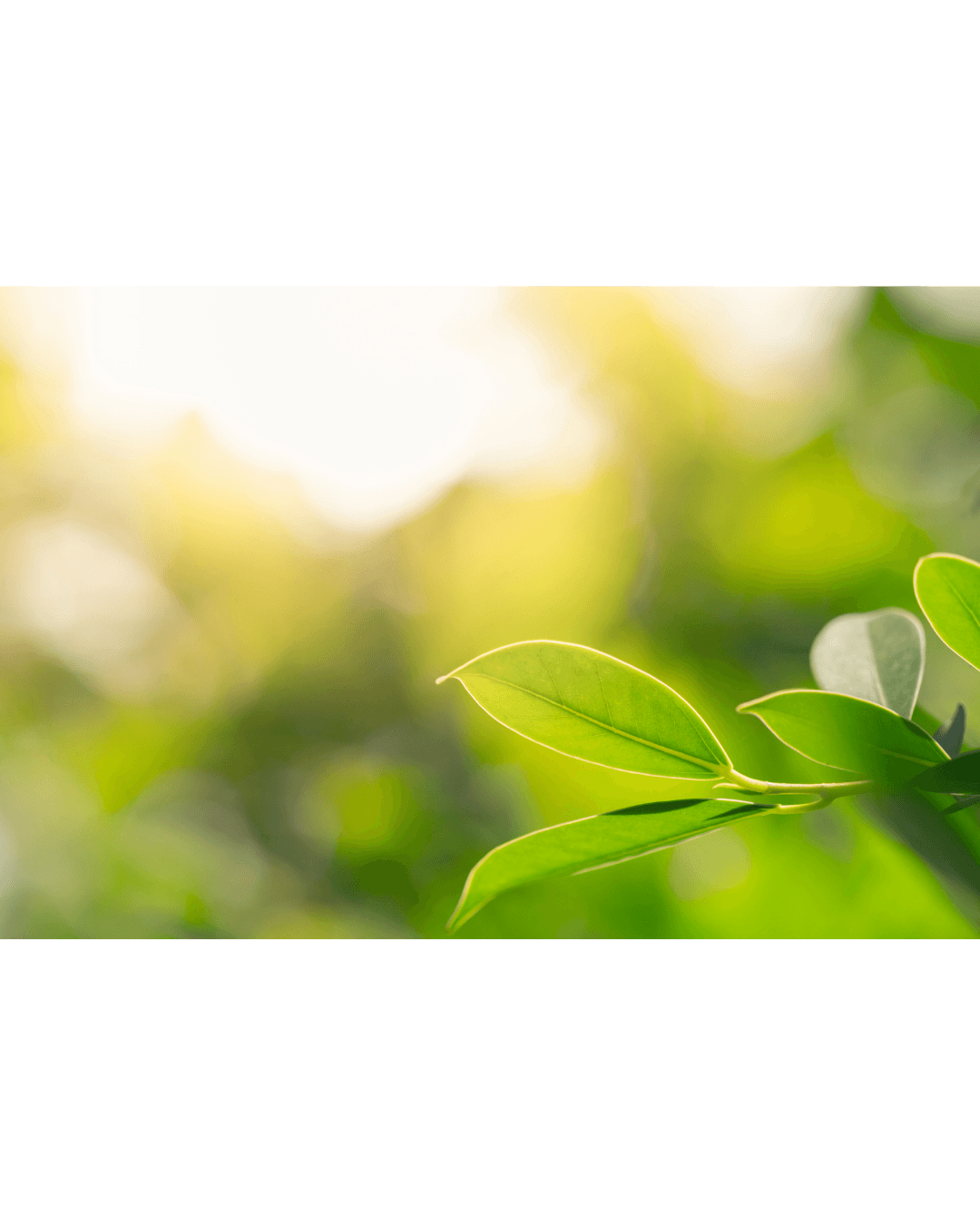 Vibrant green leaves illuminated by warm sunlight against a soft, blurry bokeh background.