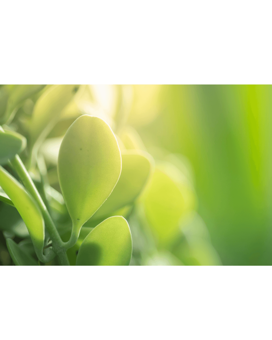 Rounded green succulent leaves glowing under soft sunlight with a lush, blurred green background.